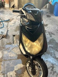 سكنس • فحل • ياباني