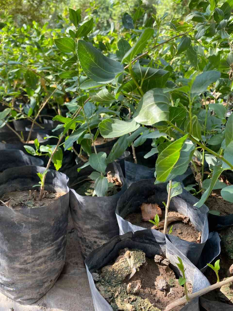 سدر حشري • مزروع بتراب • جملة