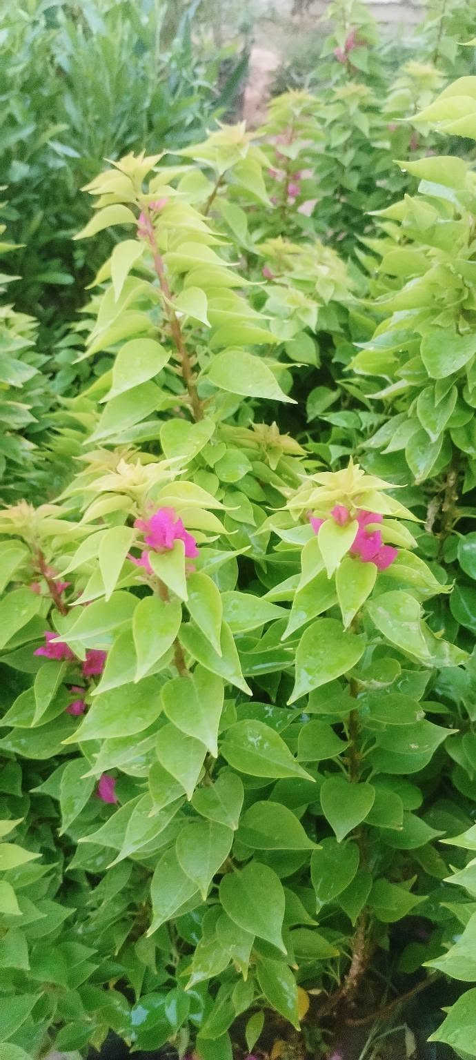مساء الورد علة كل محبي الورد🌺🌺 
حبايب ليوم جبتلكم نباتات خارجية تستاهل حدايقكم،💮🌹💐 
شوفولي انواعها والوانها بالصور💮🌹💐🌺 
 واكو فديو باخر الصور يوضح الأنواع أكثر🍓🥀🍃 
وطبعا وياهم وجبة ناز ناز الوان حجم كبير ابو الألفين باجر الصبح انزللكم صورهم من يفتح🌷🌷💐💐 
راح انزل الصور وية الأسعار أسفل كل صورة🎈🎈 
اللي يحب يحجز يراسلنا خاص او واتساب على الرقم *********** ويدلل🏵️🌺🥀🌷 
عنواننا خانقين بختياري الثانيا نهاية شارع العصائب واسواق صالح حمود وعدنا توصيل داخل خانقين وجلولاء والسعدية راسلونا وتدللون 🚕🚕🚕
