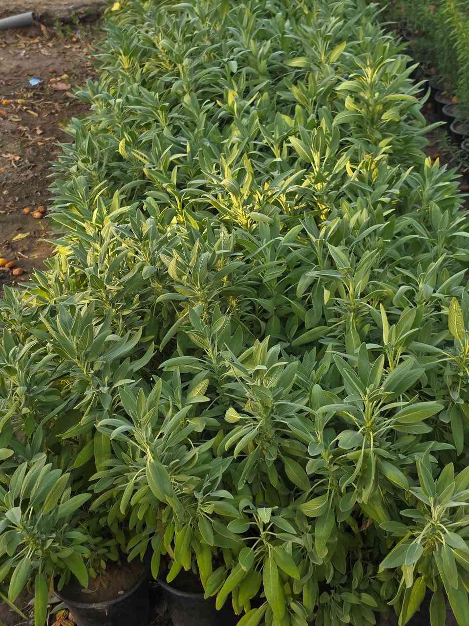 🌿 شتلات الميرمية متوفرة الآن! 🌿
​عشبة عطرية وصحية لا غنى عنها في بيتك؛ ممتازة للشاي والطهي، وسهلة العناية جداً وتتحمل الجفاف.
​الشمس: تحتاج إضاءة شمس ممتازة.
​الري: عند جفاف التربة فقط.
السعر: 2000 دينار متوفر جملة ومفرد
​ للطلب: تواصل معنا عبر الرسائل أو الرقم: [***********--***********]
📍 الموقع: [بغداد_الكريعات خلف شارع المعارض]
