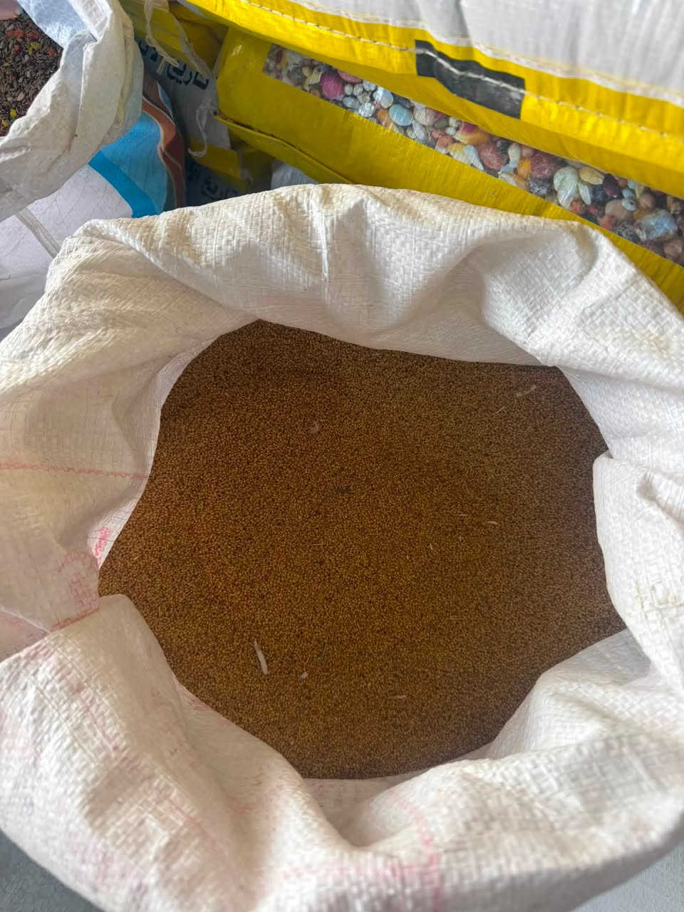 متوفر برسيم مصري تبزير عراقي
في علوة التميمي قرية اركبة
***********
***********
