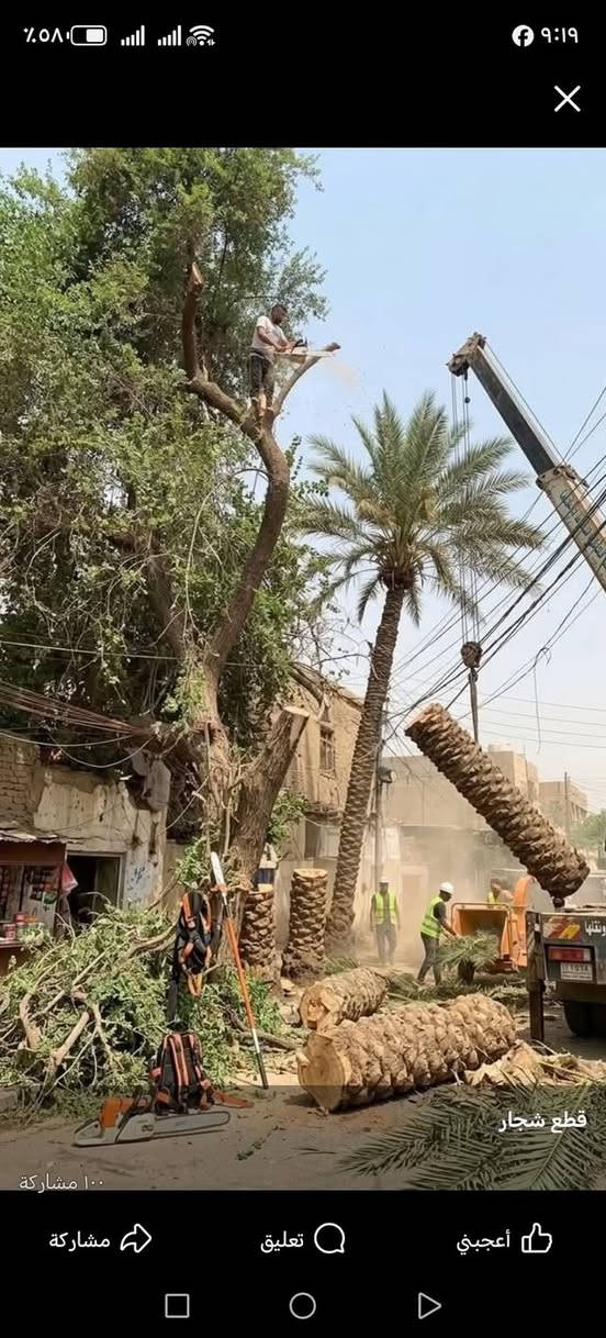 قطع الاشجار مجاني كرخ ورصافه اتصال ***********

