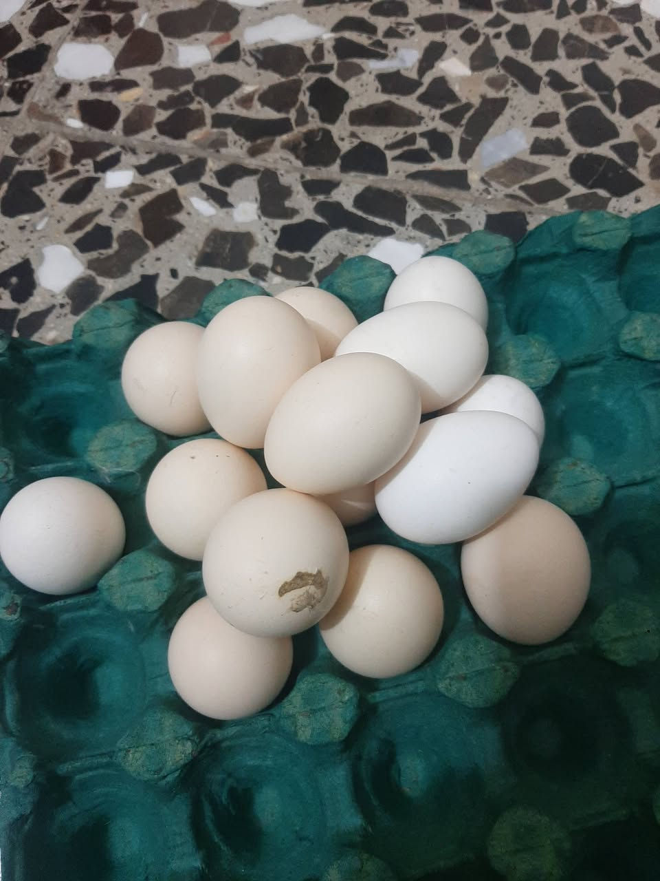 ١٥ بيضة • دجاج عرب اصلي • بابل محاويل