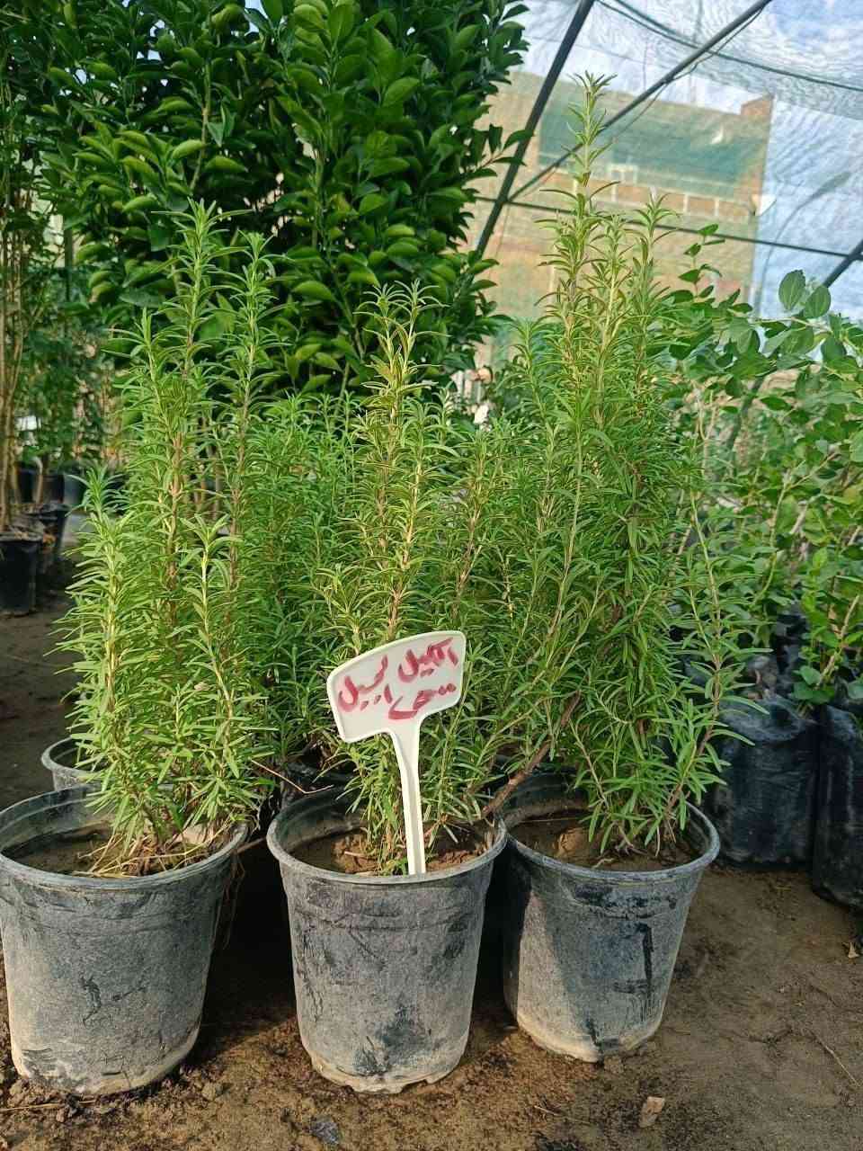نباتات زينة • حمضيات • قلعة سكر