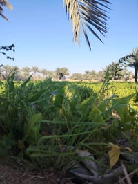 خلف جامعة بابل • دونم ونص • سند ٢٥