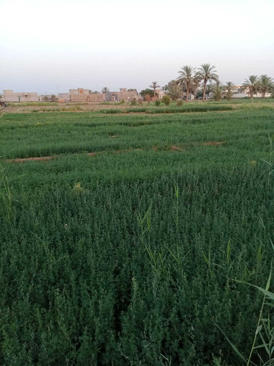 قطعه ارض للبيع 
المساحه دونم طابو زراعي 
متوفر ماء وكهرباء تحويل مباشر 
السعر 35 وبيه مجال شي قليل الموقع جزيره البوذياب 
قرب جامع السيده عائشه 
للاستفسار ***********

