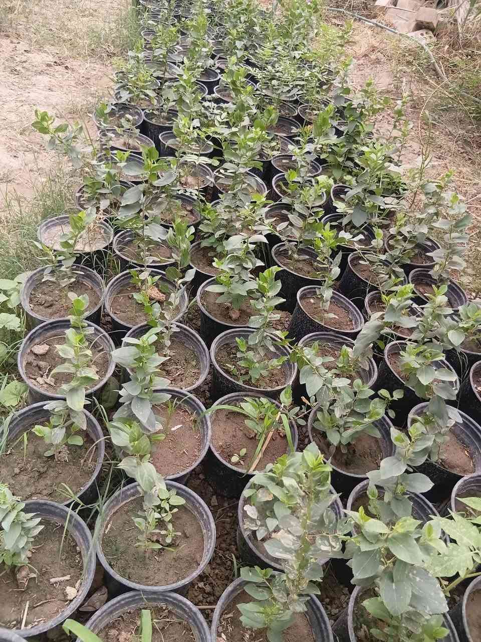 سدر • متاح • للبيع