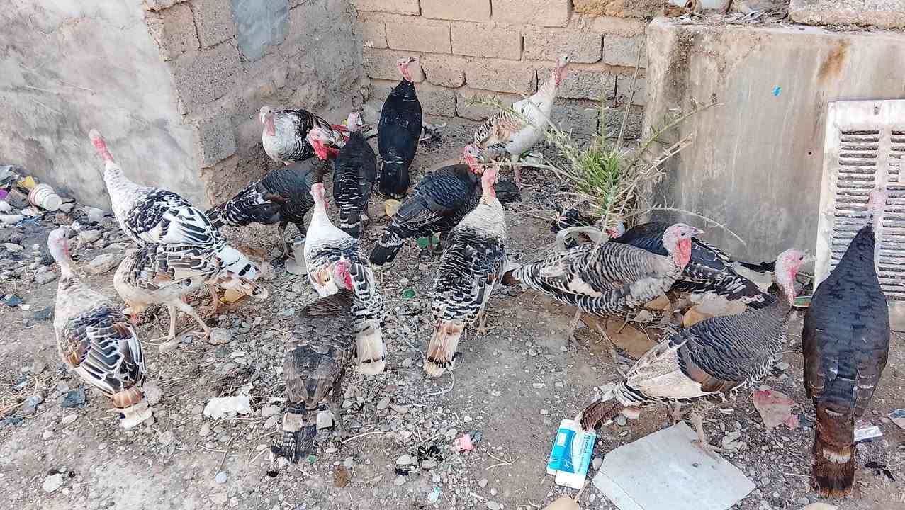 ١٤امايه • بنات السنة • تكريت القادسيه