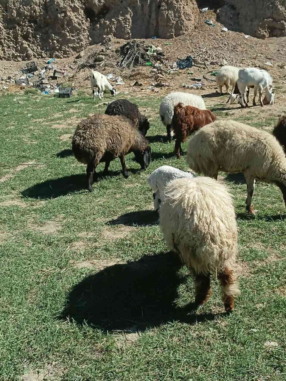 للبيع • تكريت فلكه العلم