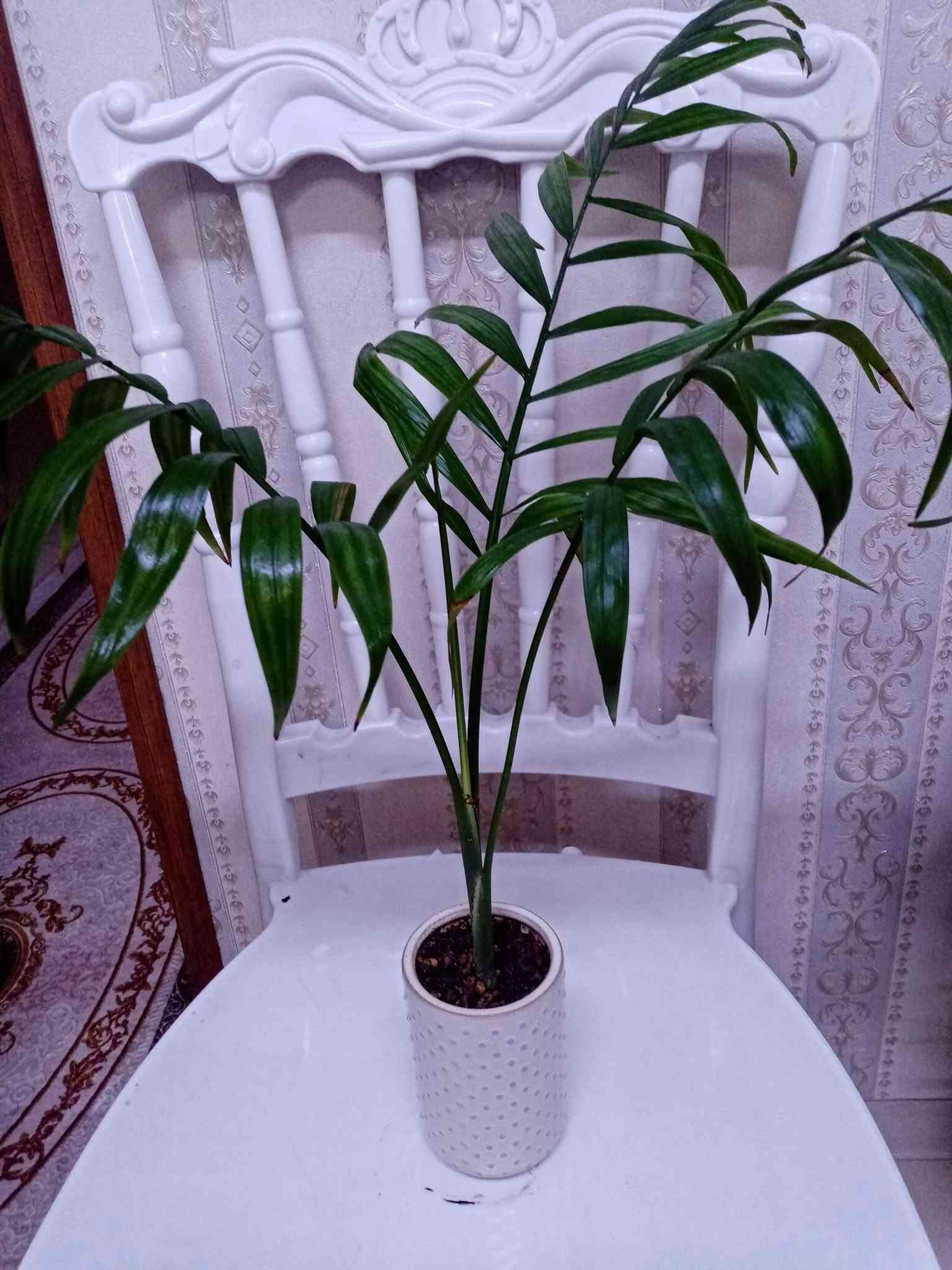 لا تفاصيل • ديكور • حديقة
