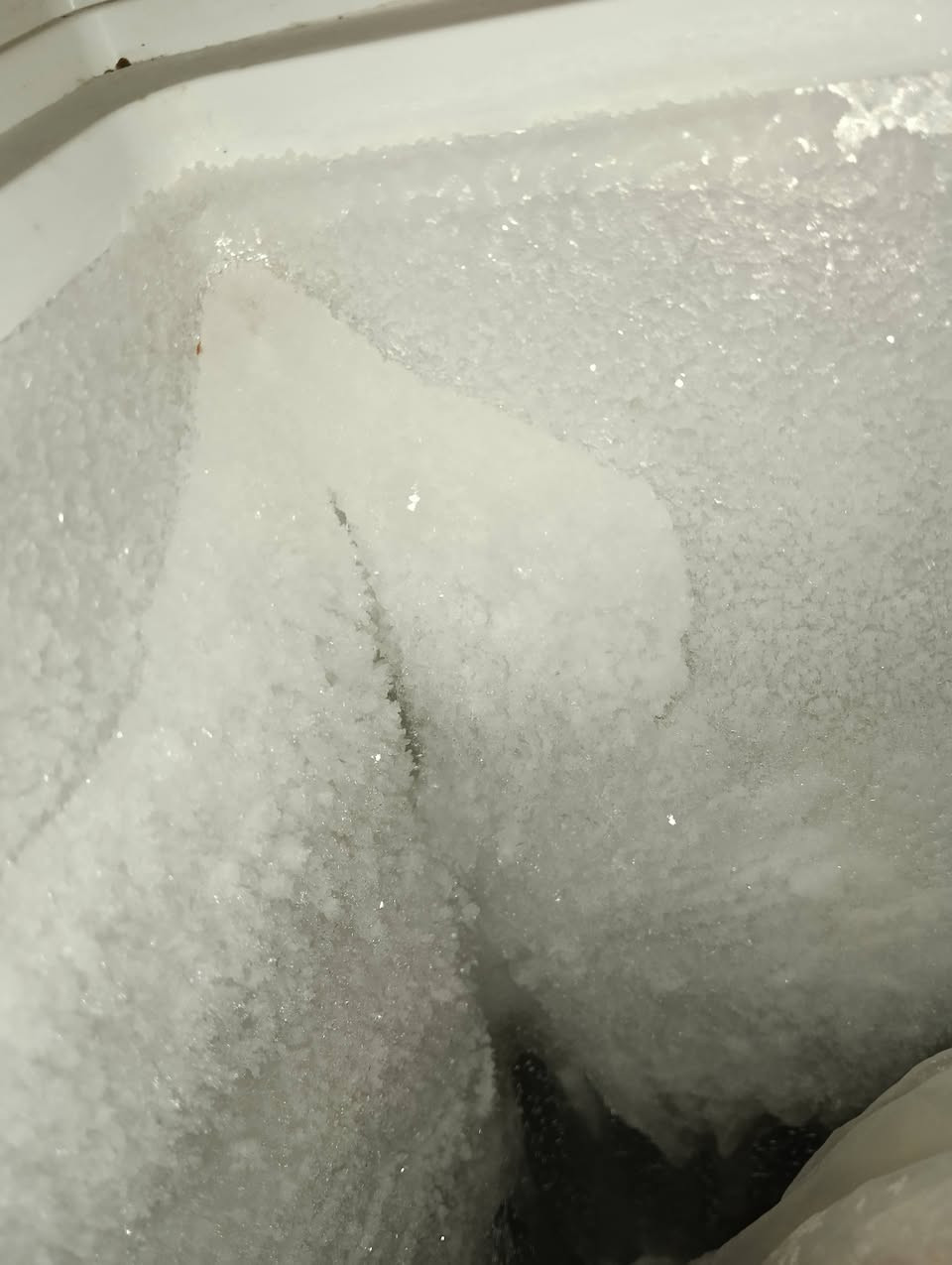 مجمدة • دنكه • للبيع