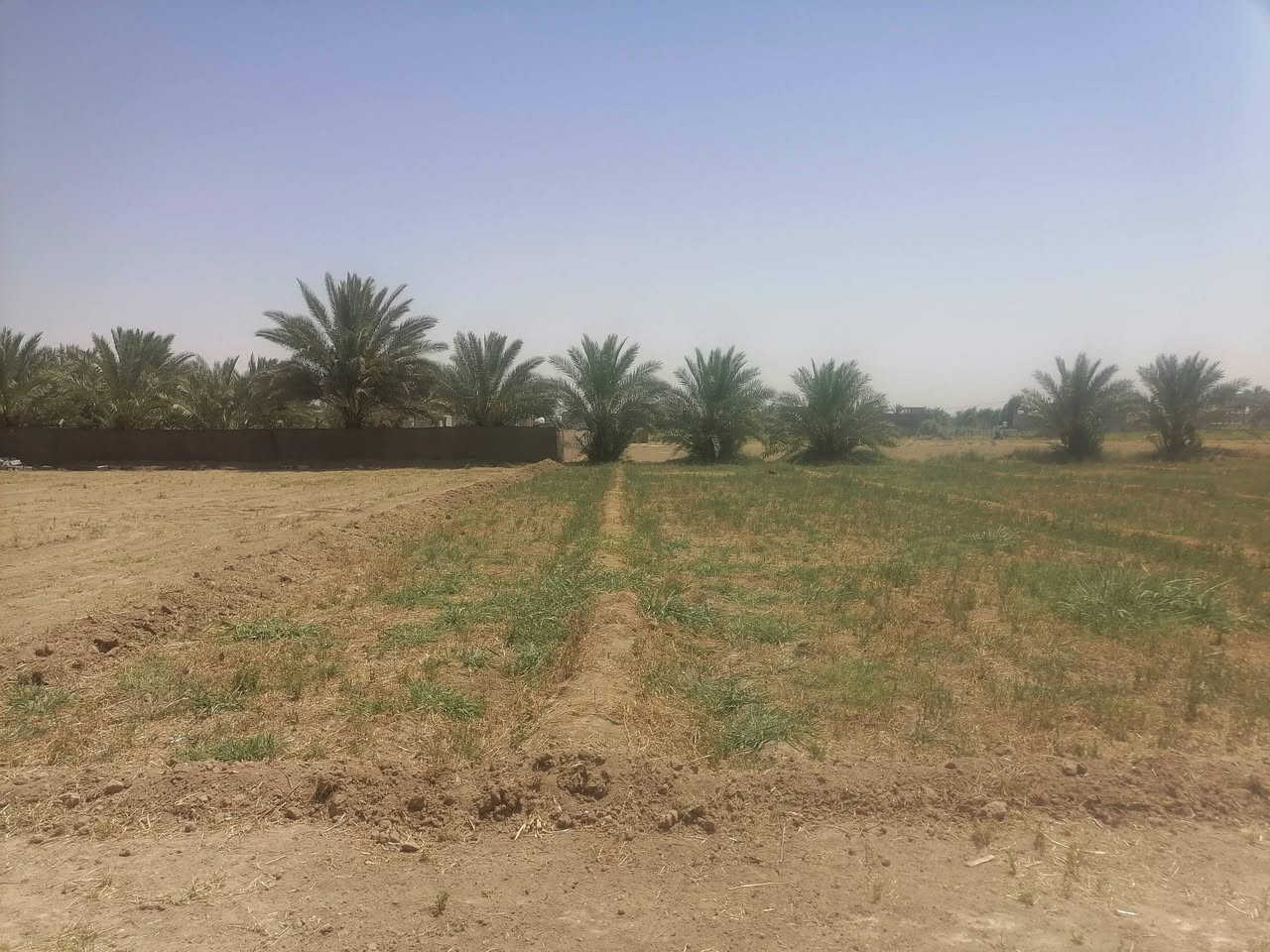 يالله سلام عليكم ورحمة الله نص دونم مساحه 1250 شكد تريد منه ينباع نزل عرض٣٠ متر ونزل ٤٠ متر شارع ٦ متر وصل ليمهم بابل جبله فرع مصلخ ثاني قطعه ٢بسوك ماء نهر كدامك تجي وشوفه رساله بيه مولد حي كهربا ء كافات خدمات تجي وتشوفه ستفسار *********** و*********** سعر28 وبيه مجال لطيبين ما يعجبك منشور عبره كنك ماشفته
