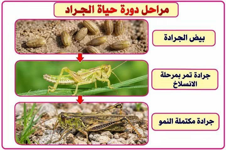 وسائل تعلم • مقاس A3 • منهج كامل