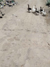 ابطوط • نثيه وفحل • ١٠ قطع