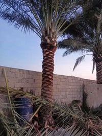 تنضيف • گصاص • ستوته