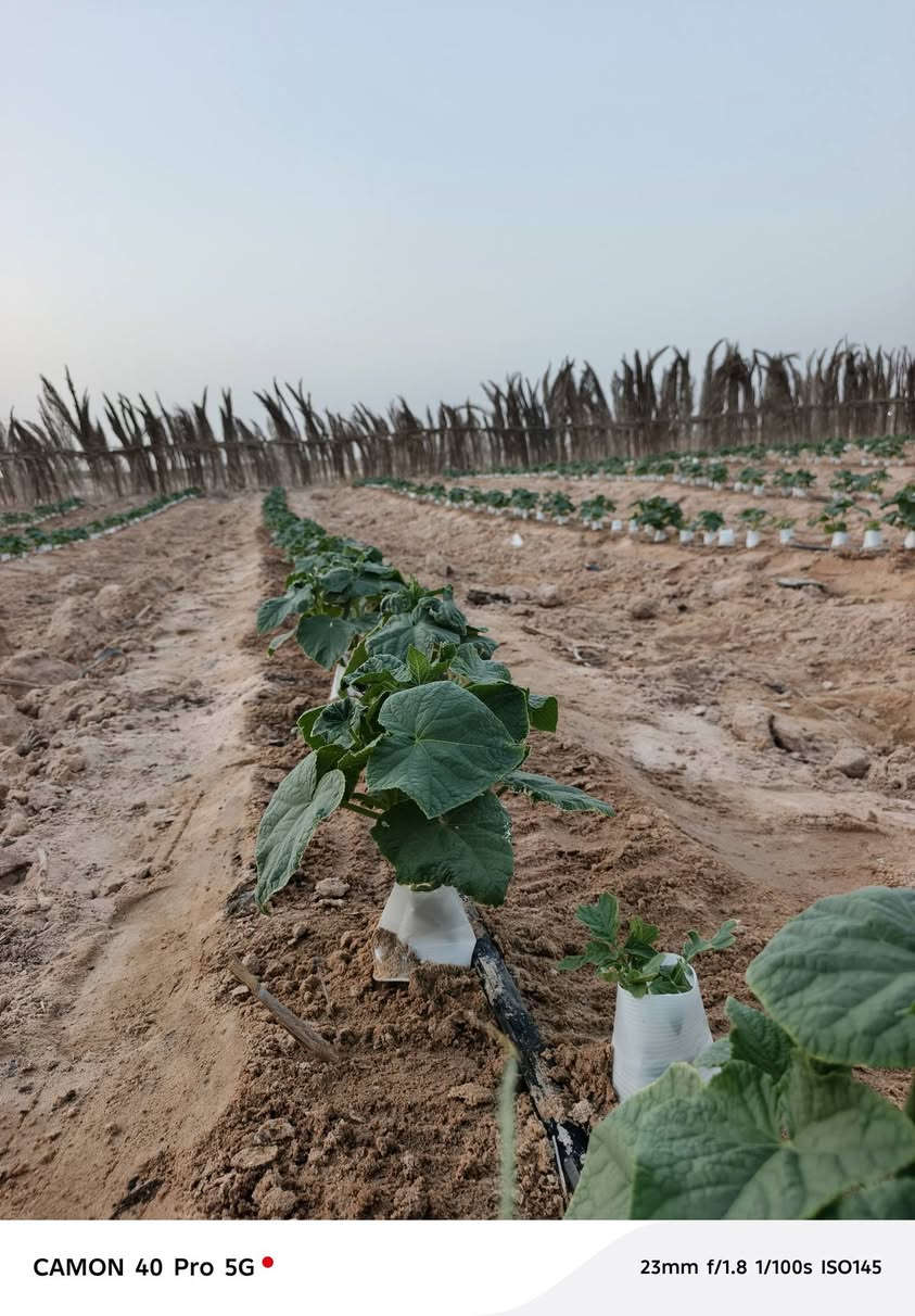 سلام عليكم محتاج فلاح مزرعه خير من االله طريق كربلاء نجف عمود 370=***********
