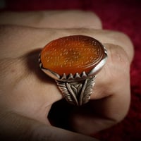 زعفران اليمن • يدوية • قياس ٢٠-٢١