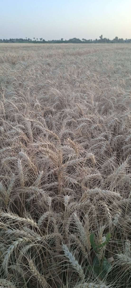 السلام عليكم
بذور حنطة نوع (نزار بنت المغلف) متعهد بيها  اني زارعها بيدي المكان بابل انتاجها ماشاءالله يارب خير من الله للاستفسار الاتصال ***********_***********
