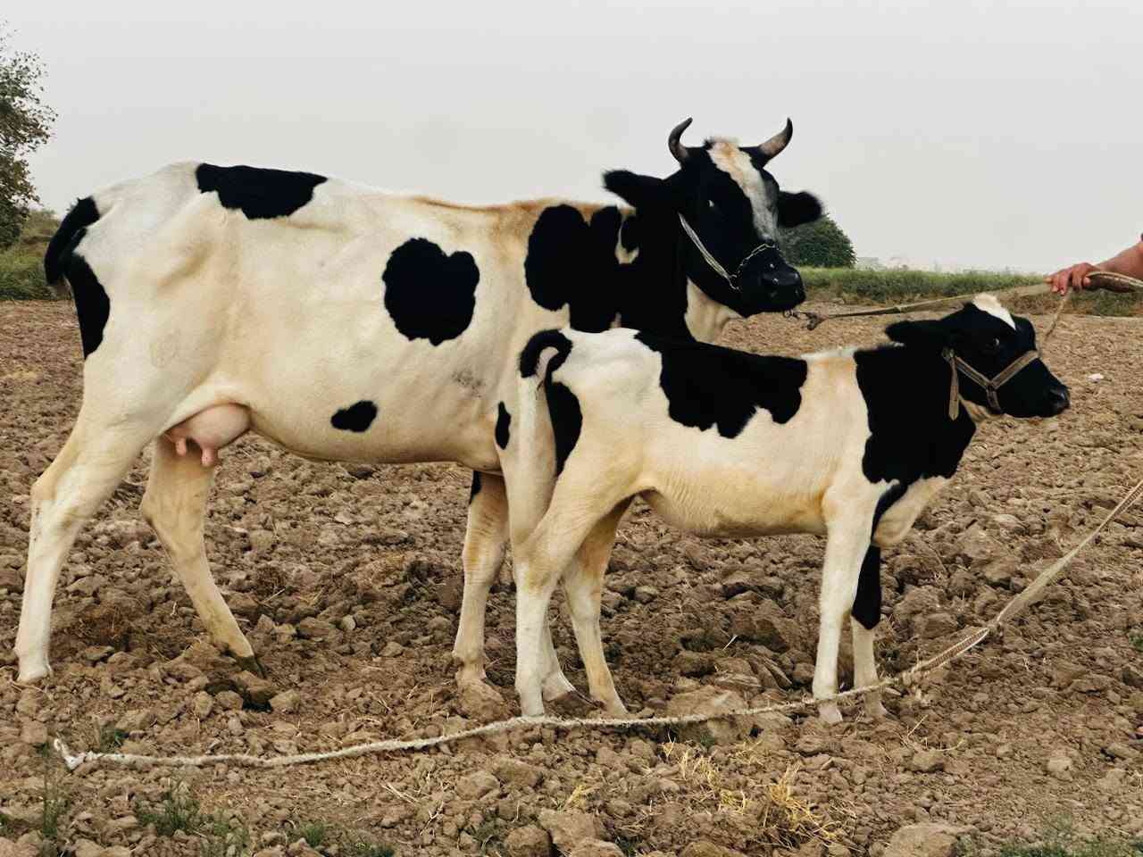 بسم الله الرحمن الرحيم اخوان نعرضلكم بقره حليب وراها حوليه @ على كل عيب مكفوله@خشانه فول امان ونصاحه ٣ تيام@اسعر المطلوب@٣٢٥٠ وبي مجال @اتصل وتابع تفاصيل بلفيديو@ صلاح الدين الشرقاط قرية الخضرانيه@
يوجد توصيل 
***********
