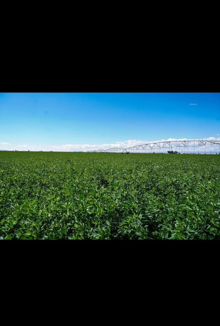 🌿 زراعة الجت بنظام الري المحوري

مفتاح النجاح يبدأ من التأسيس الصحيح 🌱

يُعد الجت من المحاصيل العلفية المهمة، وتساعد الزراعة بالري المحوري على إدارة المساحات الكبيرة بكفاءة، وتقليل هدر مياه الري عند حسن الإدارة.

🔹 1. تهيئة التربة
- حراثة وتسوية جيدة للحقل.
- تحسين الصرف ومعالجة الملوحة حسب تحليل التربة.
- توفير مهد بذري ناعم ومتجانس.

🔹 2. الزراعة
- اختيار بذور جت ذات إنبات ونقاوة عالية.
- ضبط عمق الزراعة؛ لأن بذور الجت صغيرة وتحتاج إلى زراعة سطحية.
- ضمان توزيع متجانس للبذور.

🔹 3. الري المحوري
- تنظيم الري حسب رطوبة التربة ومرحلة نمو النبات.
- تجنب التغريق وتجمع المياه.
- فحص انتظام توزيع المياه على كامل مساحة الحقل.

🔹 4. التسميد
- إجراء تحليل للتربة ومياه الري.
- الاهتمام بالفوسفور والبوتاسيوم والعناصر الصغرى حسب الحاجة.
- عدم الإفراط بالنيتروجين؛ لأن الجت من البقوليات المثبتة للنيتروجين.

🔹 5. الحش والإنتاج
- اختيار موعد الحش المناسب لتحقيق توازن بين كمية العلف وجودته.
- متابعة الحقل بعد كل حشة من حيث الري والتسميد والآفات.
- مراقبة اصفرار النباتات وضعف النمو والتعامل مع الأسباب مبكراً.

🌾 الجت الناجح = تأسيس جيد + ري منتظم + تغذية متوازنة

استثمر بحقل الجت… واحصد إنتاجاً مستداماً.

📍 مكتب البشير الزراعي للخدمات والاستشارات الزراعية
📞 ***********

#مكتب_البشير_الزراعي
#زراعة_الجت
#الري_المحوري
#إدارة_المزارع
#الاستشارات_الزراعية
