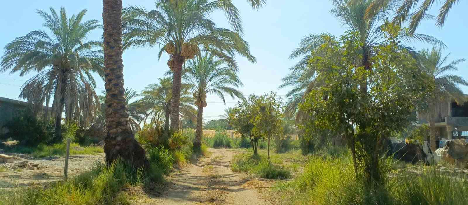 بستان1100 متر للبيع طابو زراعي سند 25 تحويل مباشر بسم المشتري السعر 100 مليون وقابله للتفاوض العنوان بغداد ناحية الراشدية قرب البحيرة تتوفر جميع الخدمات للاستفسار الاتصال على الرقم *********** مكتب العبيدي للعقار
