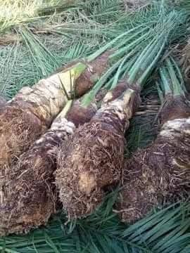 نخيل برحي • مكتوم • توصيل محافظات