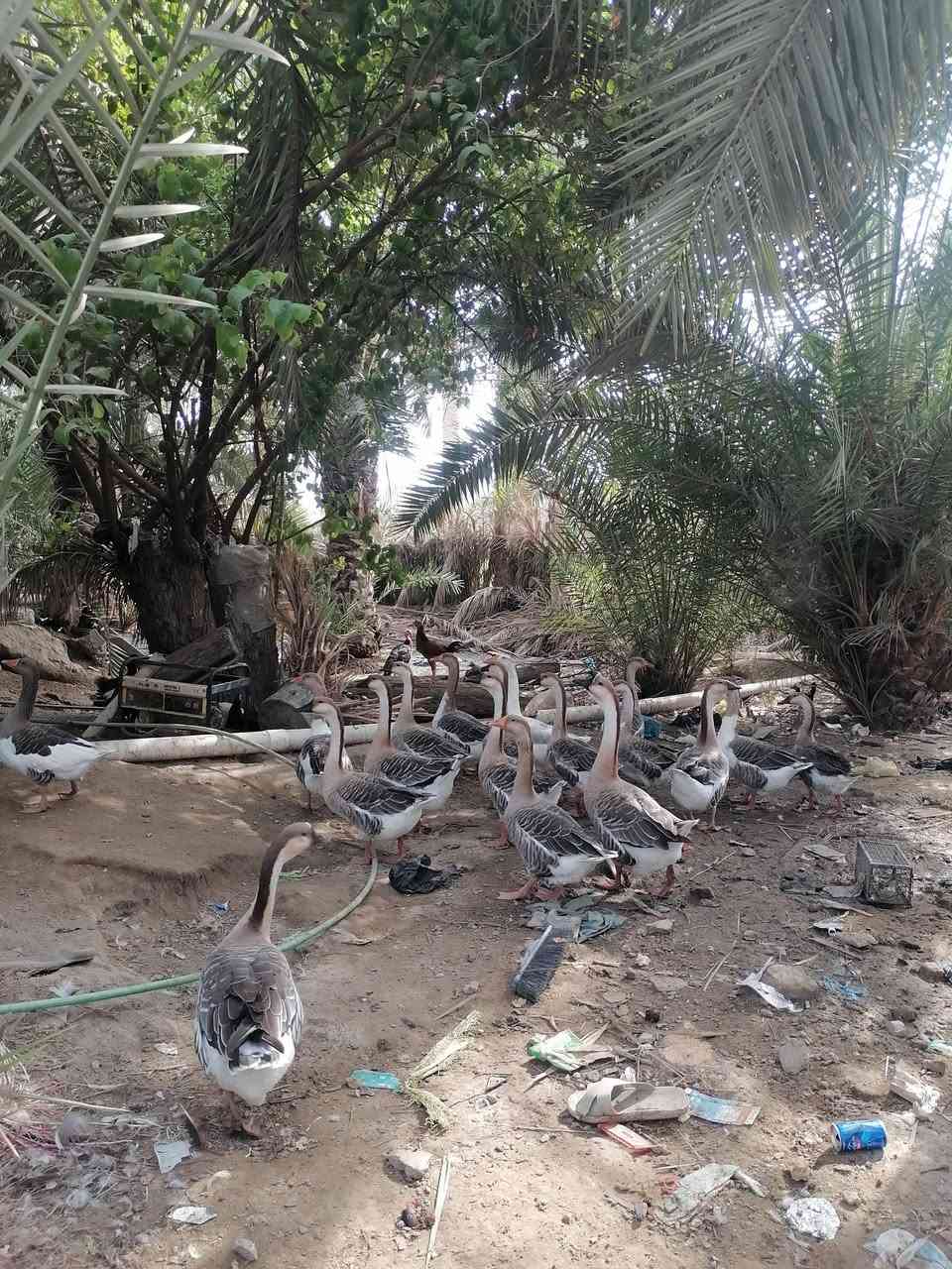 بطوط للبيع • مجموعة ١٤ • ديوانيه قرب الشاميه