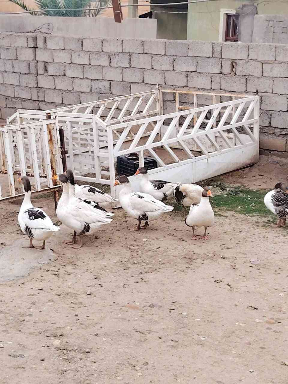 قازات • ٩ • شرقاط