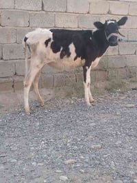 جوز حوليات • جنس اصليات • توصيل