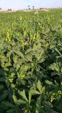 خوان موجود بذور باميه البيع درجه اولى كفله بخساره ريع كامل شاهد الله ب...