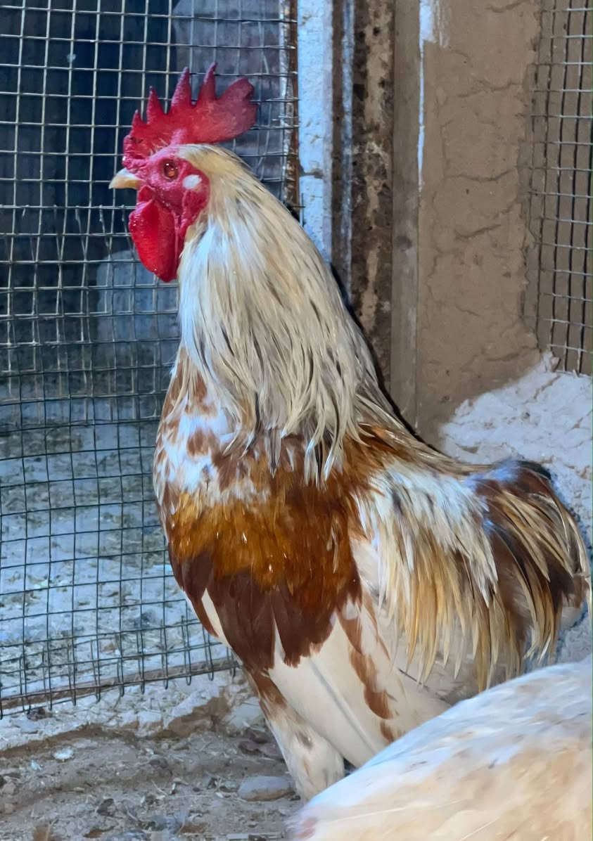 ديوكه • للبيع • سعر عالي