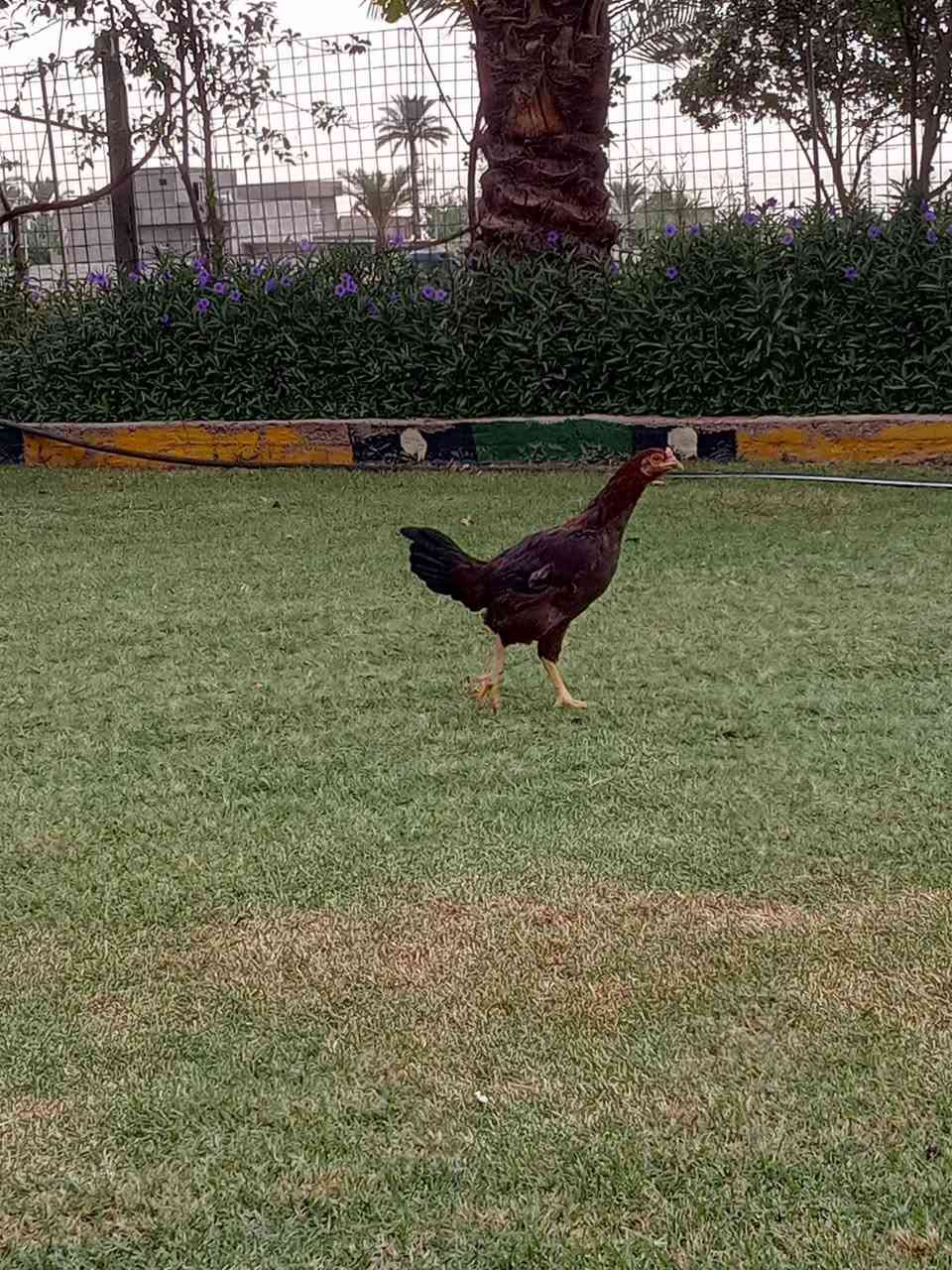 الفلوجه السجر • سعر خاص