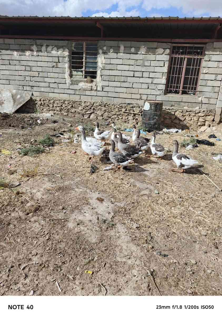 للبيع سعر الزوج ٥٠ ألف
***********
