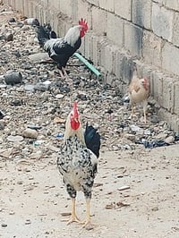 ٨ ديوكه • دندراوي • فري