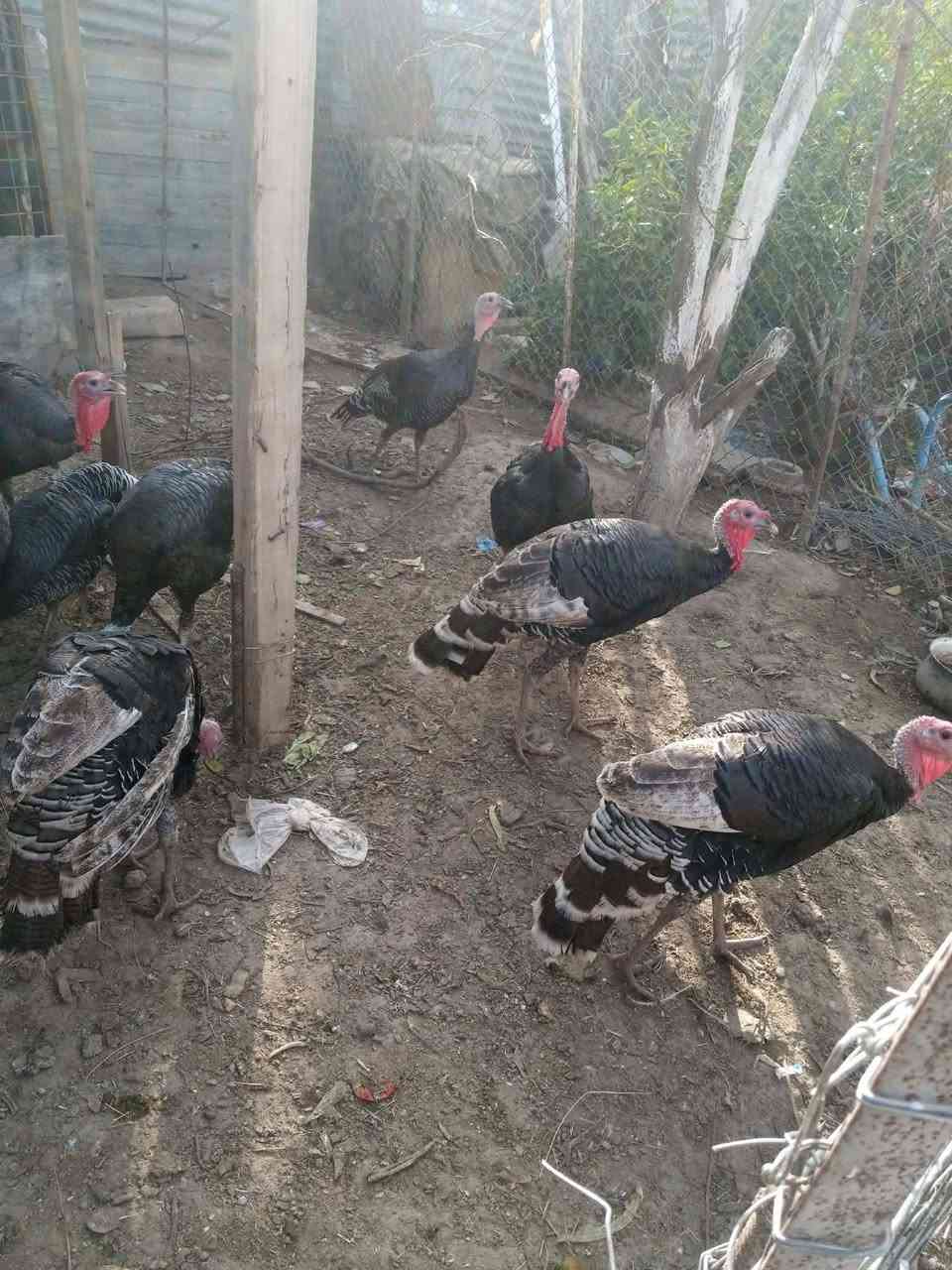 فسفس • ذكر • نثية