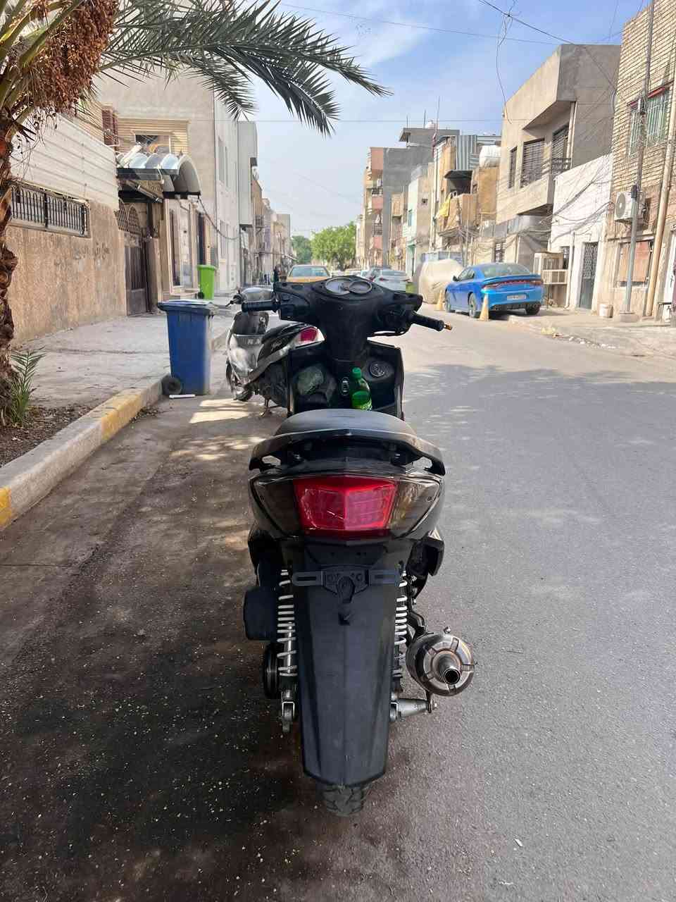 سكنس فحل • نكرة • سلف