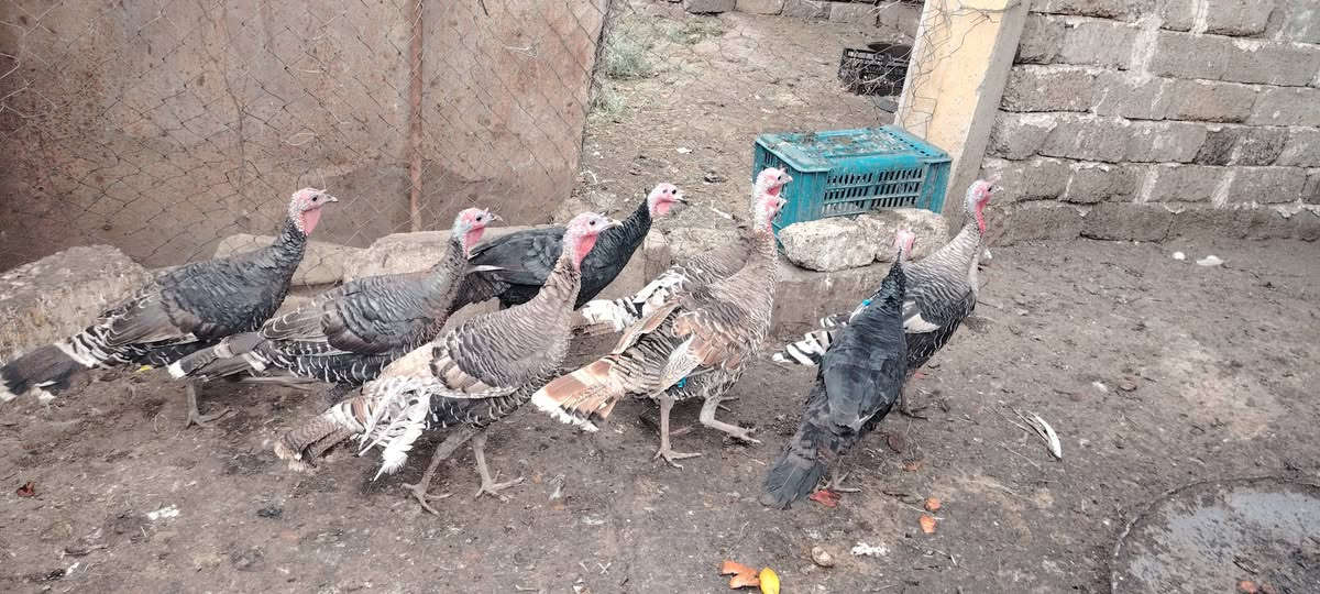 فراريج • غاز • الشرقاط