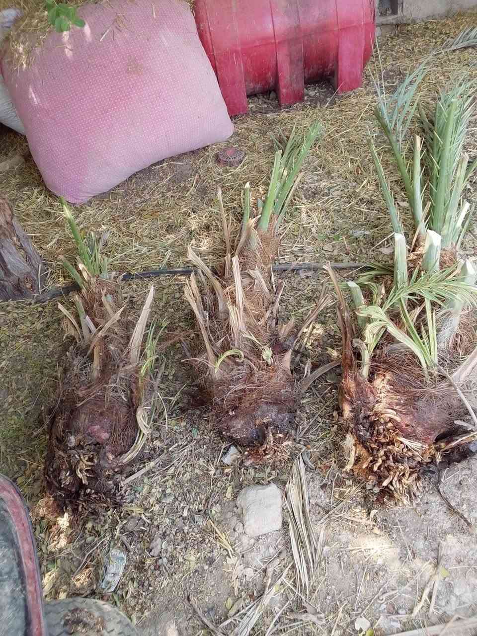 متوفر فسائل شويثي شكر ام الأصابع خضراوي مندلي زاهدي ديري فالطلب فسائل اكبار كلش وجذورتهن تخبل ***********
