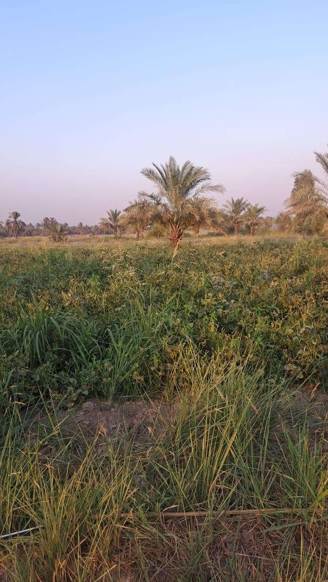 السلام عليكم
 تتوفر ارض زراعيه 10 دونم طابو زراعي سند 25  في ابو غرق الاوسط على طريق الزائرين مباشر على الشارع العام واجه على الشارع 100متر قرب حسينيه سيد شاكر تبعد عن العلويه شريف 2كيلو متر  تحتوي الأرض على عدد على أصناف النخيل تتوفر فيها كافه الخدمات ماء سقي واساله وكهرباء 
اللالستفسار ***********
