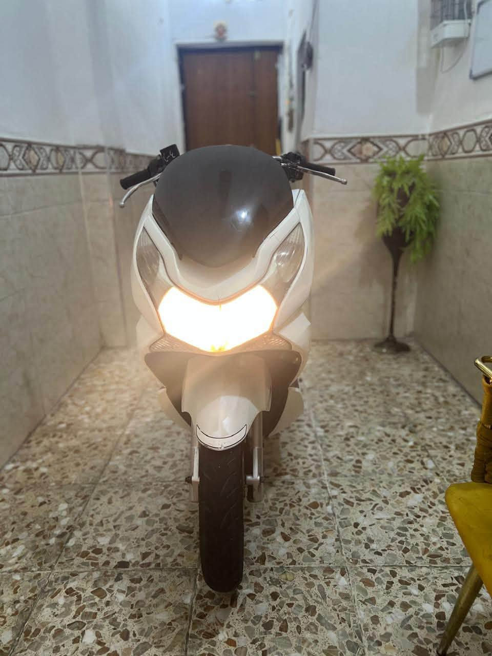 PCX • ياباني • اوراق كامله