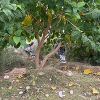 نثايات • فحل • خانقين