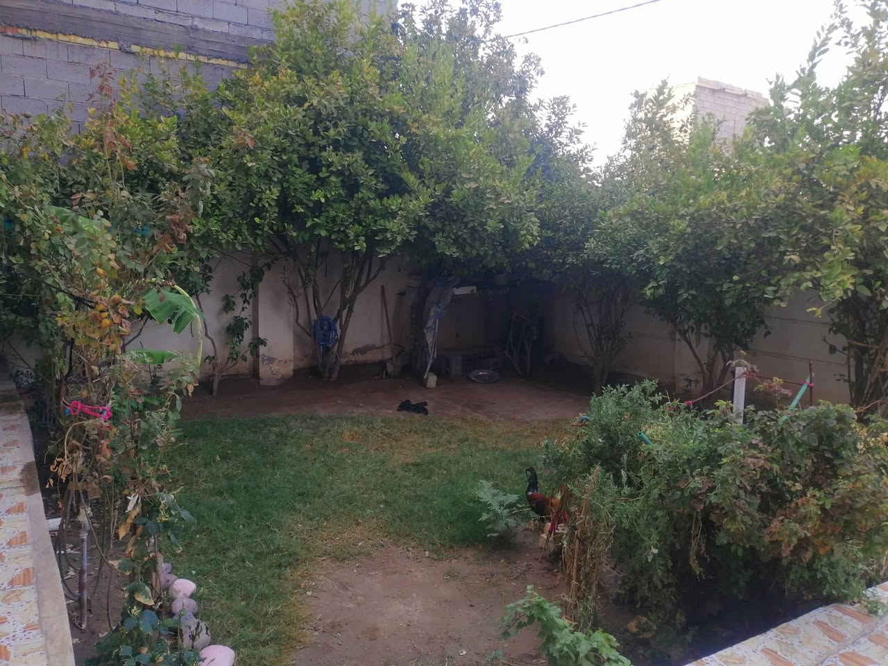 بيت للبيع في الفلوجه حي الخضراء خلف مدرسة الخوارزمي بناء طابوق بيت مساحه ٣٠٠ متر على ساحه يحتوي على اربع غرف نوم وصاله عدد 2 واستقبال ومطبخ و2 حمامات داخليه وخارجيه شارع 10 تبليط السعر ١٧٠ مليون وبي مجال بسيط للاستفسار مراجعة مكتب القمه للعقار او الاتصال على الأرقام التاليه *********** ***********

