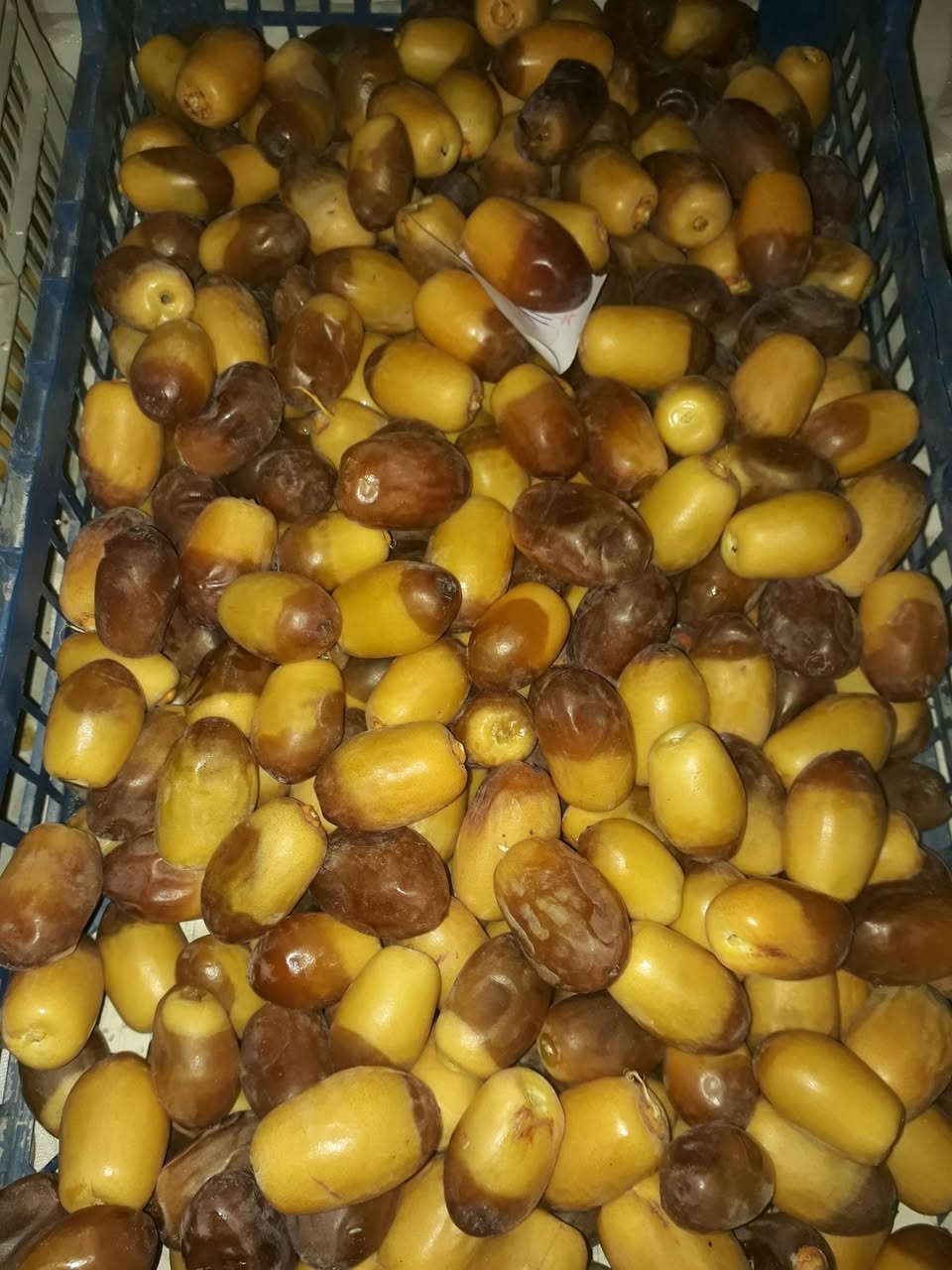 تمر حوش • جوزي ونيرسي • درجة أولى