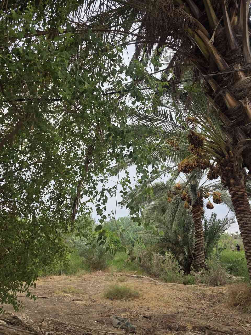 قضاء بلد • ٣ دونم • نخيل