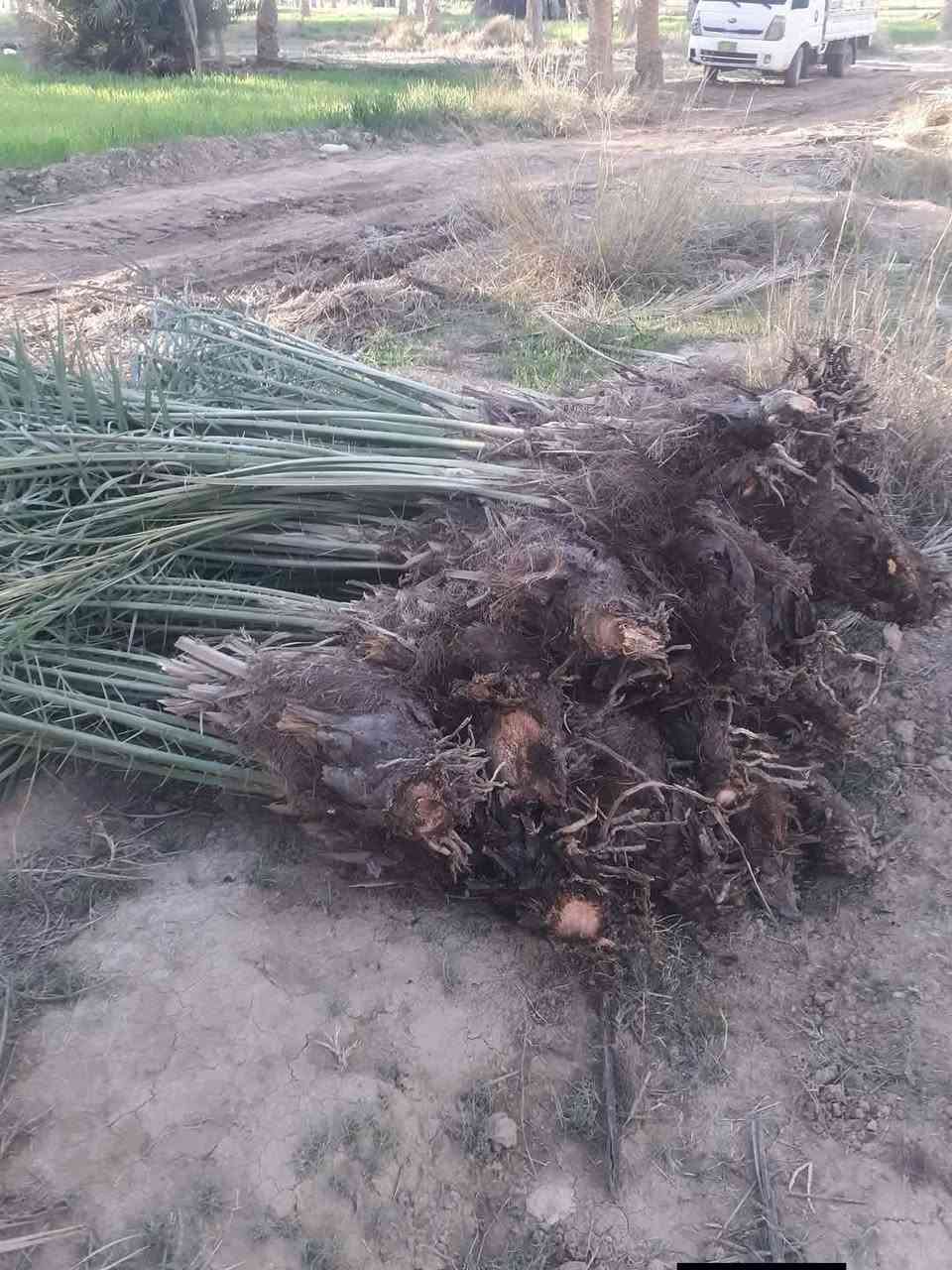 غرس • انواع متعددة • كميات