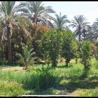 البو عيثه • ٥ دونم • حمضيات ونخل