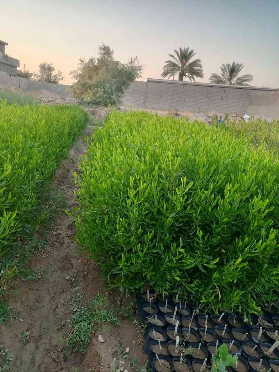 سامراء خط السريع • دفلة • تين