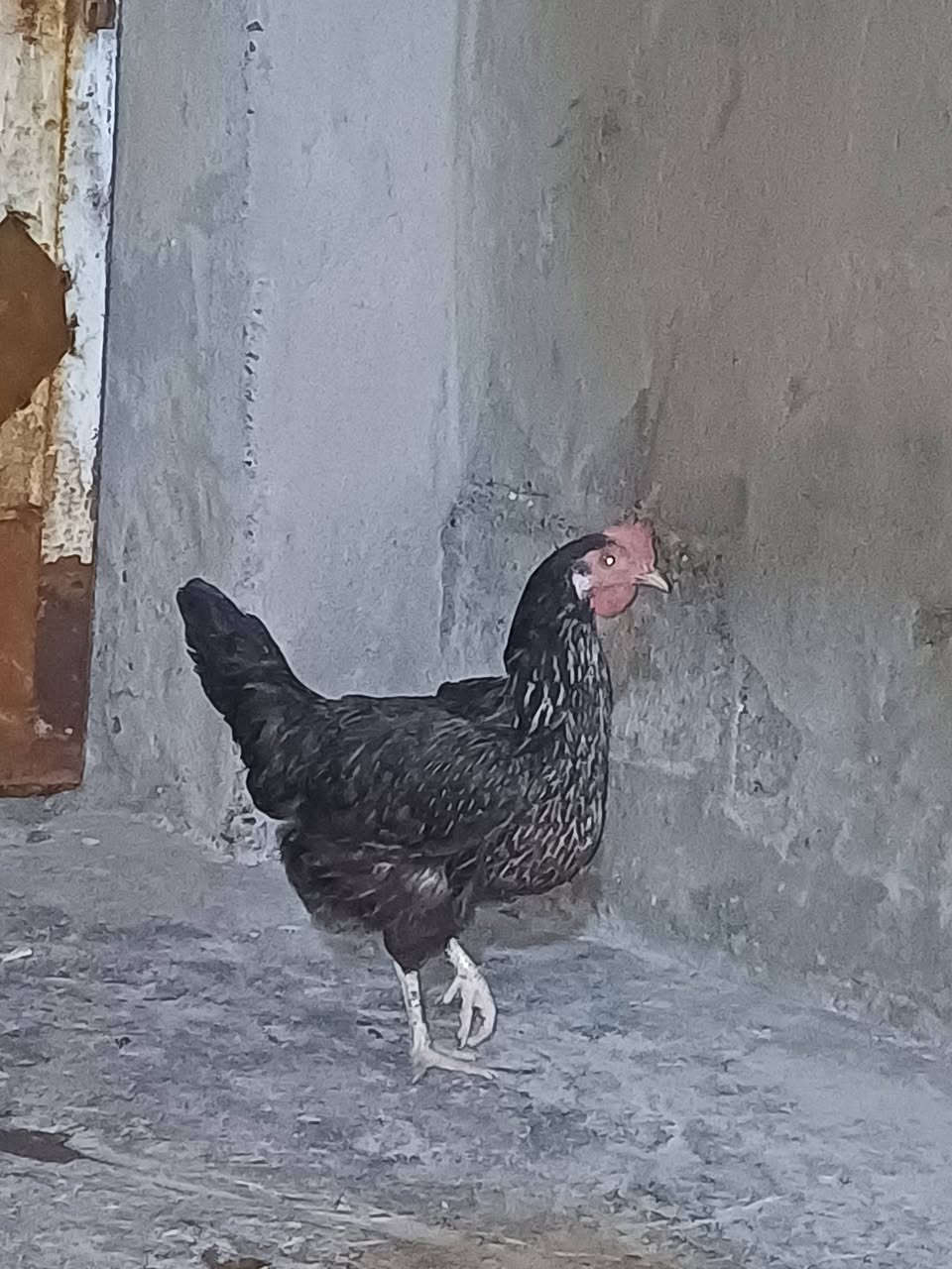 دجاجة وديج وديوجة لبيع ***********
