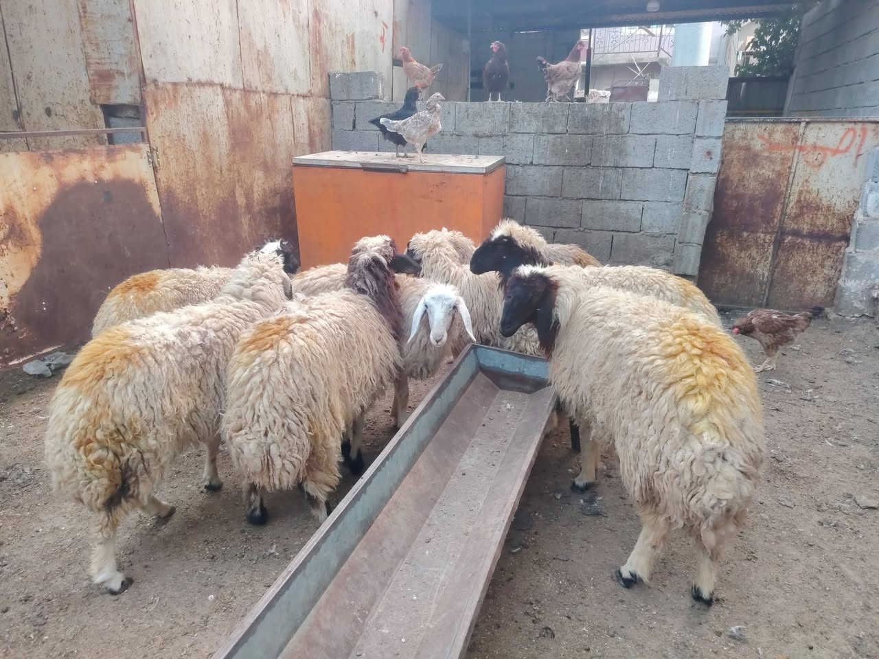 دجات • عدد ٧ • كركوك