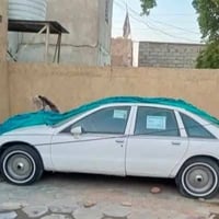 دولفين • مكينة وكير بلادي • نجف الكوفة